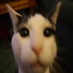 Mister Even Close Up